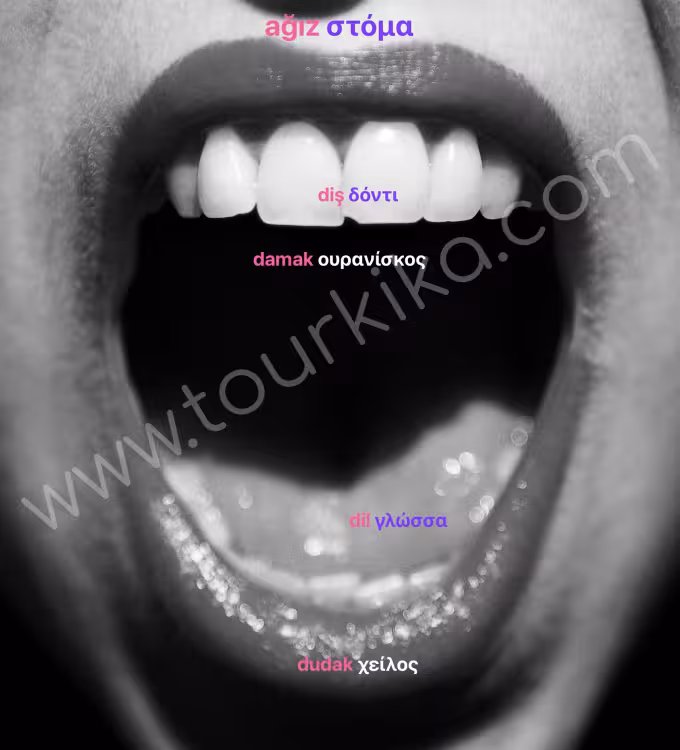 bir insanın ağzını gösteren fotoğraf - φωτογραφία στόματος ενός ανθρώπου