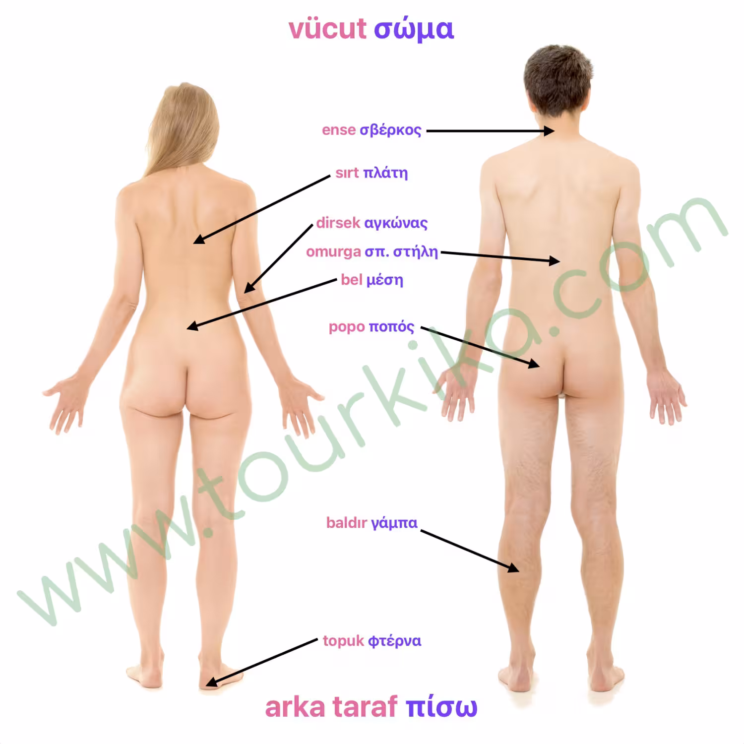 insan vücudunu gösteren fotoğraf - φωτογραφία του ανθρώπινου σώματος