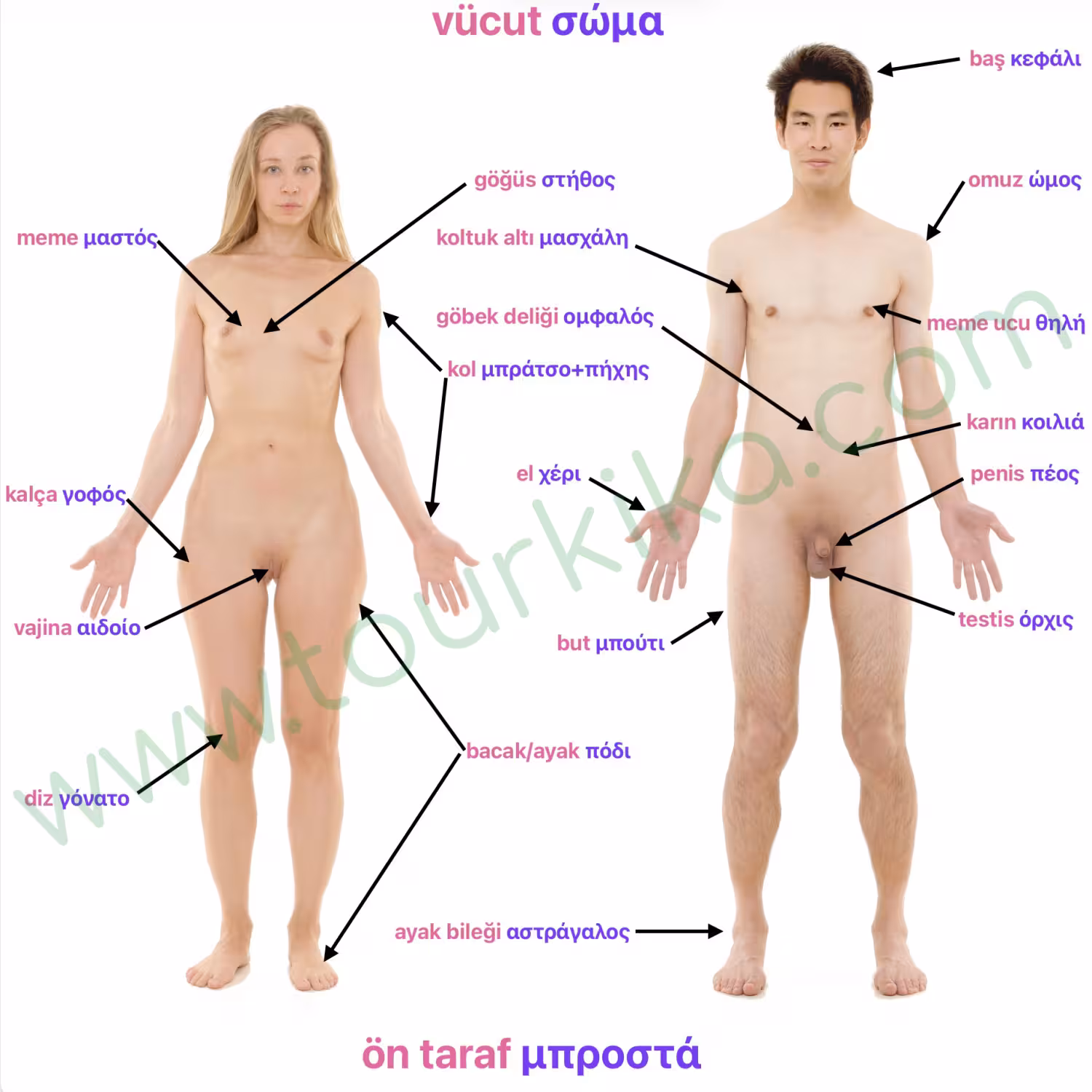 insan vücudunu gösteren fotoğraf - φωτογραφία του ανθρώπινου σώματος